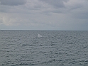 Obraz 494